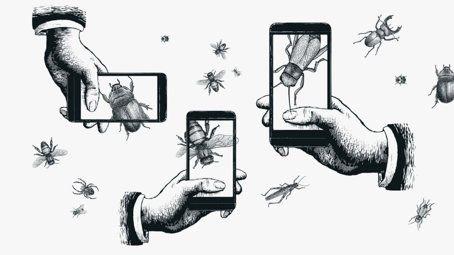 Schwarz-Weiß Illustrationen von Insekten und Händen die Smartphones halten